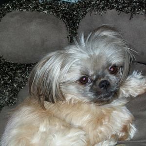 Meet your Posher, Bonnie